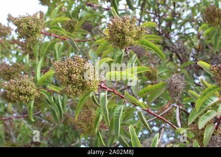 Allgemein als Laurel Sumac, und botanisch als Malosma Laurina, das südliche Kalifornien einheimische Pflanze wächst in Ballona Süßwasser-Sumpf von Los Angeles. Stockfoto