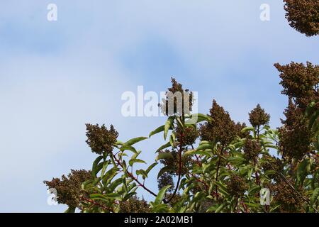 Allgemein als Laurel Sumac, und botanisch als Malosma Laurina, das südliche Kalifornien einheimische Pflanze wächst in Ballona Süßwasser-Sumpf von Los Angeles. Stockfoto