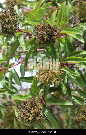 Allgemein als Laurel Sumac, und botanisch als Malosma Laurina, das südliche Kalifornien einheimische Pflanze wächst in Ballona Süßwasser-Sumpf von Los Angeles. Stockfoto