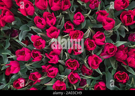 Beautiful red tulips in the garden or park Stockfoto