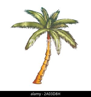 Ribbon Fan Palm tropischen Baum Farbe Vektor Stock Vektor