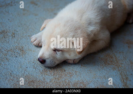 Obdachlose Cute Baby Hund auf dem Boden liegen und schlafen Stockfoto