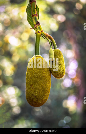 Jack Frucht auf Baum isoliert. Stockfoto