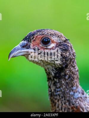 Porträt eines 10 Wochen alten Fasan (Phasianus colchicus Küken,) oft bekannt als Küken, nachdem in einem wildhüter Release pen entlassen wird. Stockfoto