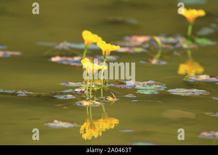 Gelb Floating Heart in Sumpf; Reflexion im Wasser Stockfoto