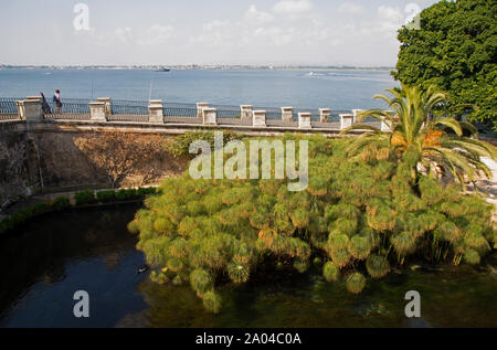 Springbrunnen von Arethusa in Syrakus, Sizilien Stockfoto