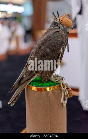 Falcon sie eine lederne Haube schließen, Falcon auf einem Ständer. Stockfoto