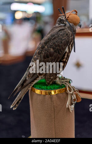 Falcon sie eine lederne Haube schließen, Falcon auf einem Ständer. Stockfoto
