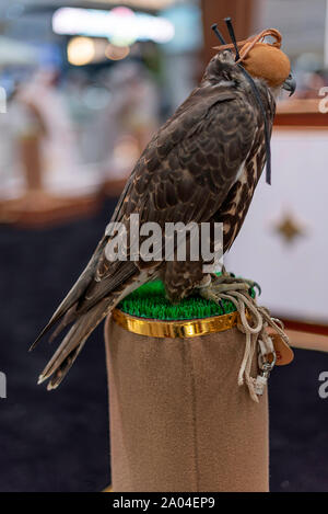 Falcon sie eine lederne Haube schließen, Falcon auf einem Ständer. Stockfoto
