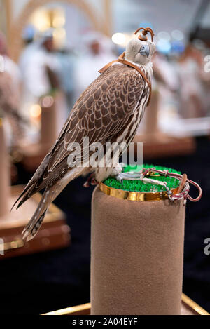 Falcon sie eine lederne Haube schließen, Falcon auf einem Ständer. Stockfoto