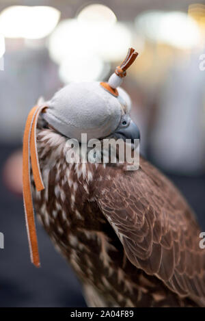 Falcon sie eine lederne Haube schließen, Falcon auf einem Ständer. Stockfoto