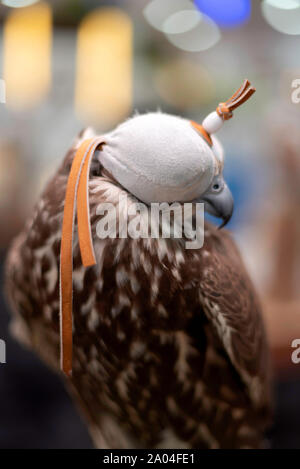 Falcon sie eine lederne Haube schließen, Falcon auf einem Ständer. Stockfoto