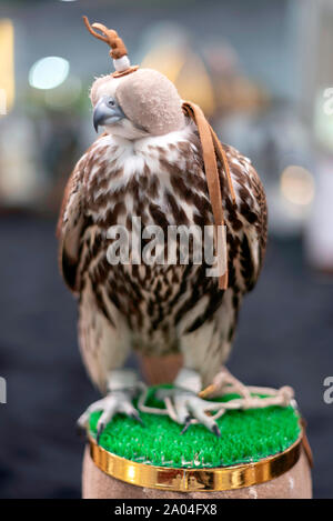 Falcon sie eine lederne Haube schließen, Falcon auf einem Ständer. Stockfoto