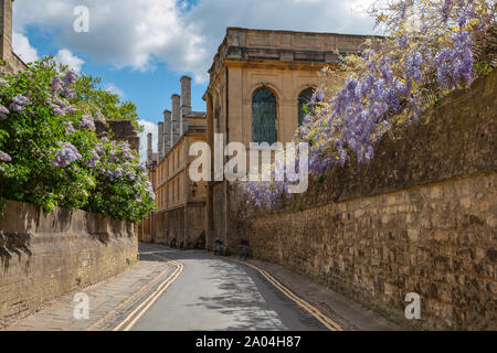 Queen's Lane Street in Oxford. Auf der rechten Seite, Wände bedeckt mit Glyzinien, auf der linken Seite Flieder. Historische Wände aus gelben Stein. Stockfoto
