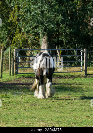 Reiten und Wandern über den Schlag in Richtung Fotograf Stockfoto