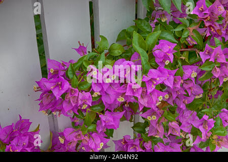 Blumen und Bäume in den Vista von Schönheit in der Florida Keys. Stockfoto