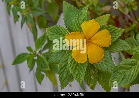 Blumen und Bäume in den Vista von Schönheit in der Florida Keys. Stockfoto