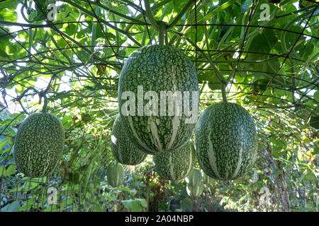 Gestreiften Pyjama spaghetti Kürbis Kürbisse hängen an der Rebe Stockfoto