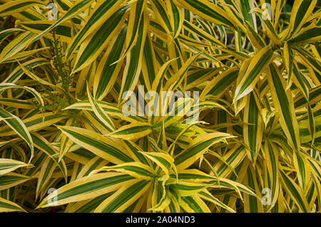 Blumen und Bäume in den Vista von Schönheit in der Florida Keys. Stockfoto