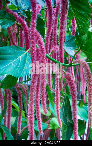 Blumen und Bäume in den Vista von Schönheit in der Florida Keys. Stockfoto