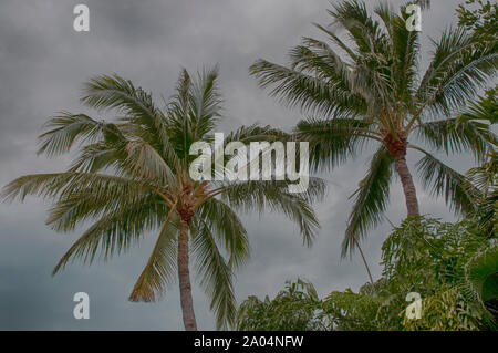 Blumen und Bäume in den Vista von Schönheit in der Florida Keys. Stockfoto