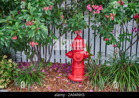 Blumen und Bäume in den Vista von Schönheit in der Florida Keys. Stockfoto