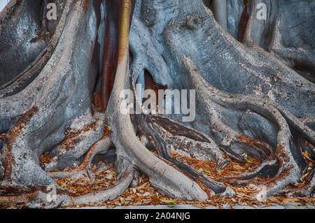 Blumen und Bäume in den Vista von Schönheit in der Florida Keys. Stockfoto