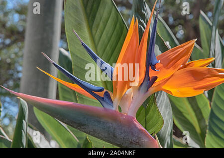 Blumen und Bäume in den Vista von Schönheit in der Florida Keys. Stockfoto