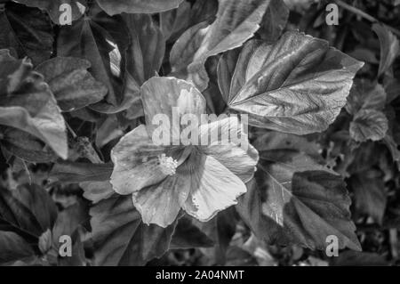 Blumen und Bäume in den Vista von Schönheit in der Florida Keys. Stockfoto