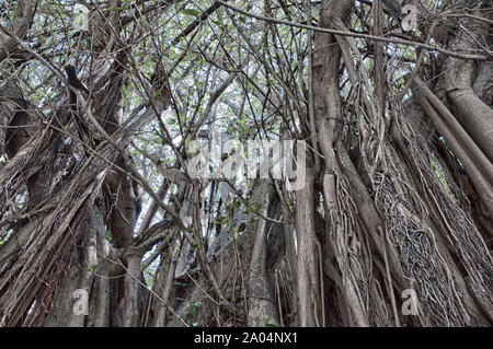 Blumen und Bäume in den Vista von Schönheit in der Florida Keys. Stockfoto