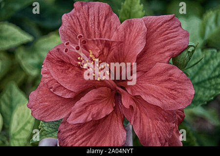 Blumen und Bäume in den Vista von Schönheit in der Florida Keys. Stockfoto