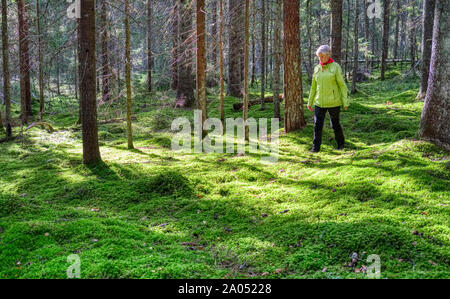 Schwedische Frau allein zu Fuß in den Wald im Herbst Stockfoto