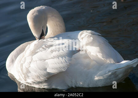 Schwan und Schwäne im See Stockfoto