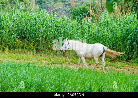 Weißes Pferd auf einer frischen grünen Weide mit einem natürlichen Frische grüne Vegetation in einer ländlichen Gegend. Hintergrund. Stockfoto