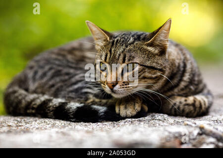 Graue Katze ist die Verlegung auf Stein vor dem hintergrund der grünen Pflanzen. Stockfoto