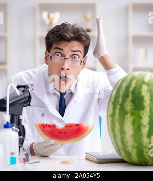 Die Wissenschaftler testen Wassermelone im Labor Stockfoto
