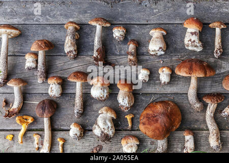 Herbst Herbst Komposition. Vielzahl roh essbaren Pilzen Penny Bun Steinpilze leccinum auf rustikalen Tisch. Ceps über Holz- dunklen Hintergrund. Küche leckere Bio mushroom Gourmet-küche. Flach Top View Stockfoto