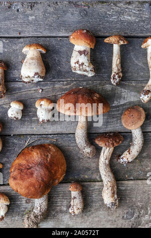 Herbst Herbst Komposition. Vielzahl roh essbaren Pilzen Penny Bun Steinpilze leccinum auf rustikalen Tisch. Ceps über Holz- dunklen Hintergrund. Küche leckere Bio mushroom Gourmet-küche. Flach Top View Stockfoto