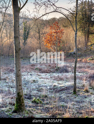 Red Leaf Sapling in Forrest, Silverdale & Arnside AONB Stockfoto
