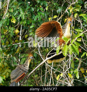 Der hoatzin (Opisthocomus hoazin), auch als Reptil, Vogel, skunk Vogel, stinkbird oder Canje Fasan genannt, ist eine Pflanzenart aus der Gattung tropischer Vogel in Sümpfen, Auwälder und Mangroven des Amazonas und Orinoco Becken in Südamerika. Es ist bemerkenswert, dass Küken, Krallen an zwei ihrer Flügel Ziffern haben. Stockfoto