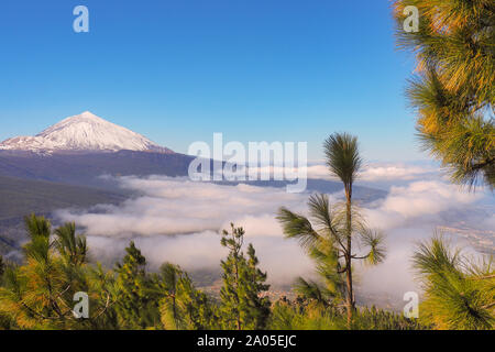 Der höchste Berg von Spanien, dem Pico El Teide auf Teneriffa mit frischem Schnee und der dunkelblaue Himmel oben. Vor der frischen, grünen Wald von Kanarischen pi Stockfoto