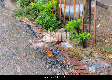 Eine Ente allein stehen, auf der Straße nach dem Regen Stockfoto