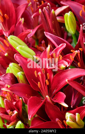 Close-up deep red/Burgundy blumen Lilium asiatische dunkles Geheimnis, Lily "dunkle Geheimnis" Stockfoto