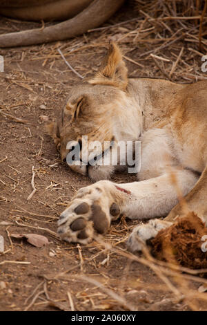 Löwin schlafend in Ruaha Nationalpark, Tansania. Eine relativ neue Wunde kann auf der rechten Vorderpfote, die bis zu 13 cm breit werden. Stockfoto