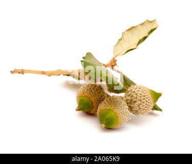 Flora von Gran Canaria - Quercus ilex, immergrüne Eiche, kleine Äste mit grünen Eicheln isoliert auf weißem Stockfoto