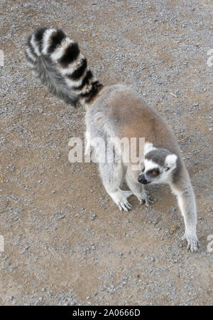 Ring tailed Lemurs Zoo Calgary Alberta Stockfoto