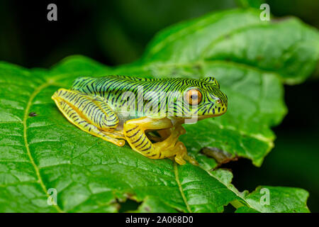 Rhacophorus Pseudomalabariocus Stockfoto