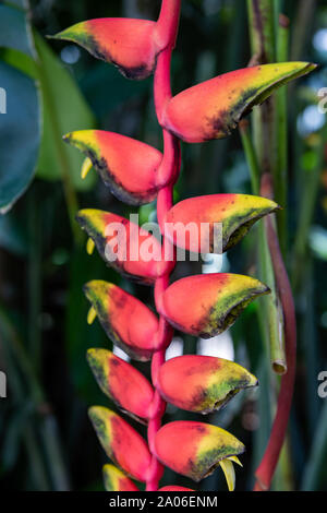 Heliconia wachsen im Garten in Südflorida Stockfoto