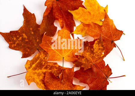 Rot und Orange Maple Leafs auf weißem Hintergrund Stockfoto