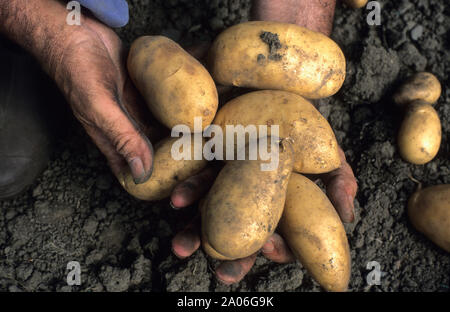 Schmutzige Hände der Gärtner mit Kartoffeln Stockfoto